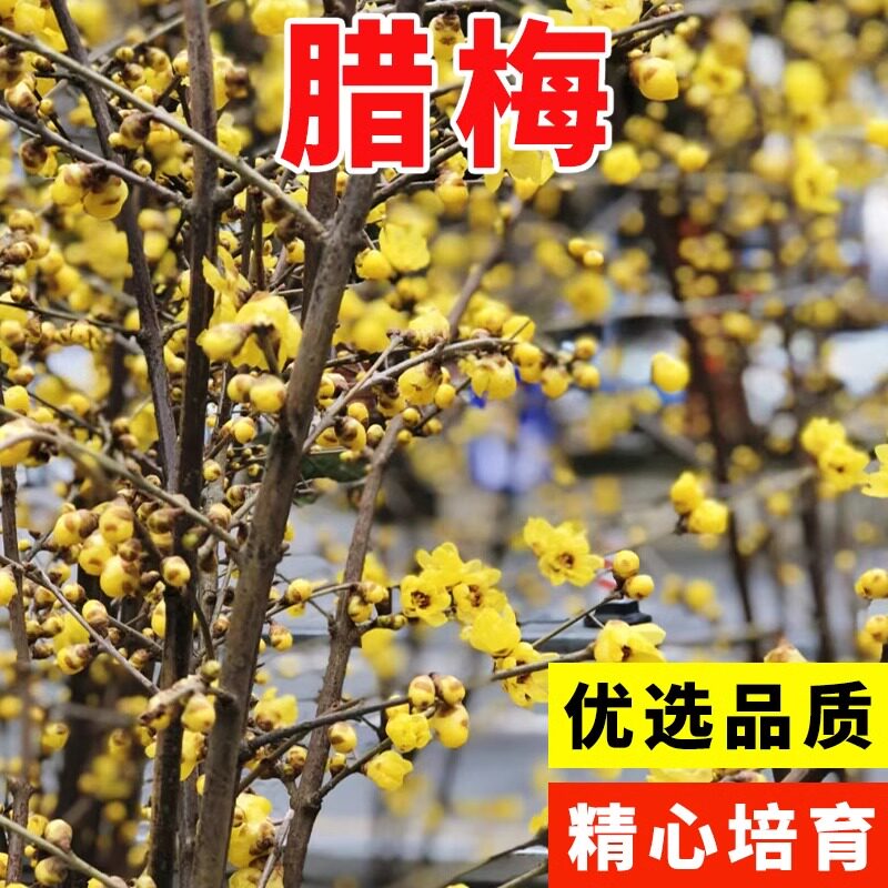 腊梅种子狗牙梅榆叶梅珍珠梅乌梅树红梅花种子素黄心腊梅树种子