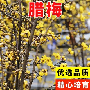 腊梅种子狗牙梅榆叶梅珍珠梅乌梅树红梅花种子素黄心腊梅树种子