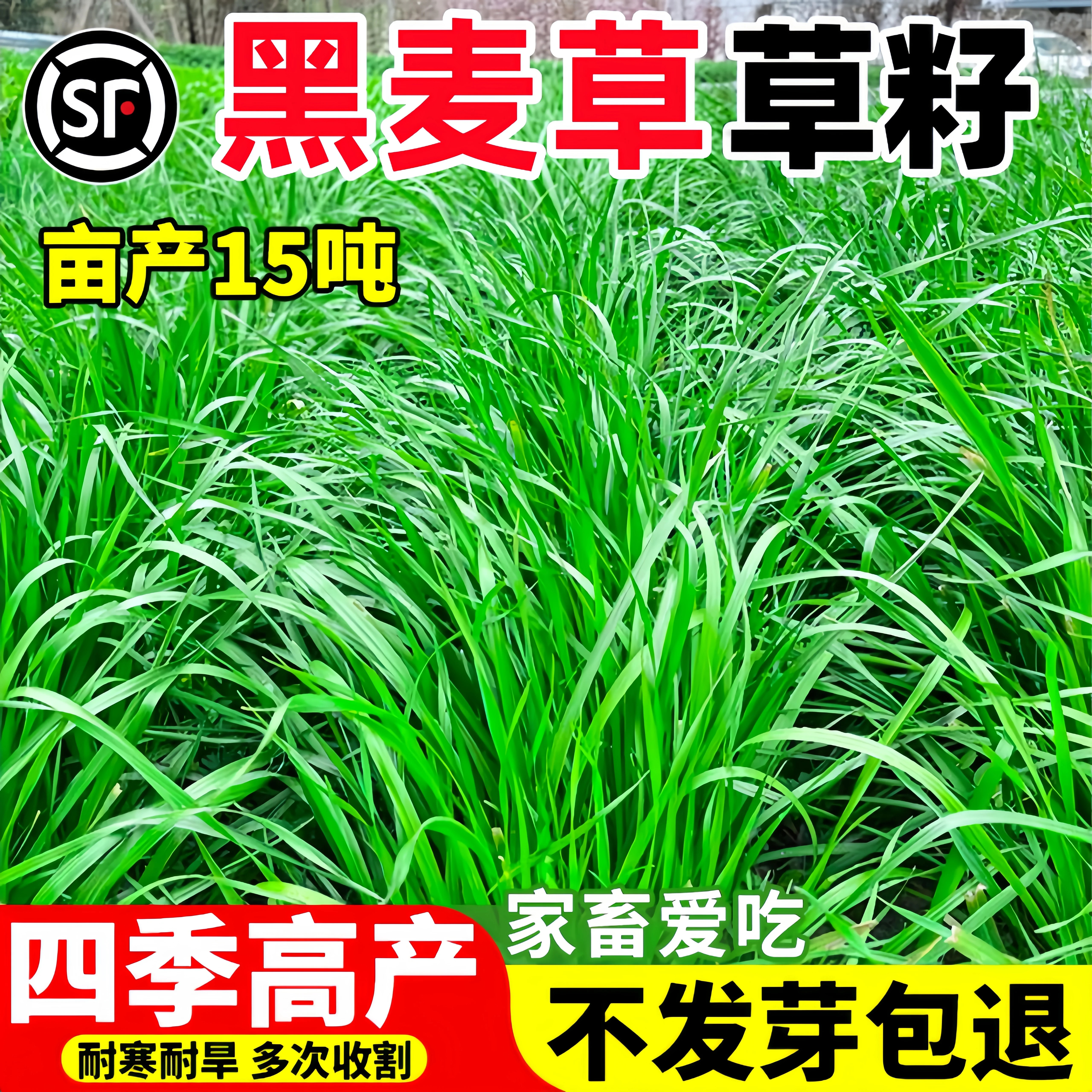 进口黑麦草种子四季耐干旱高产耐寒牧草种子养殖喂牛马鸡鸭鱼草籽