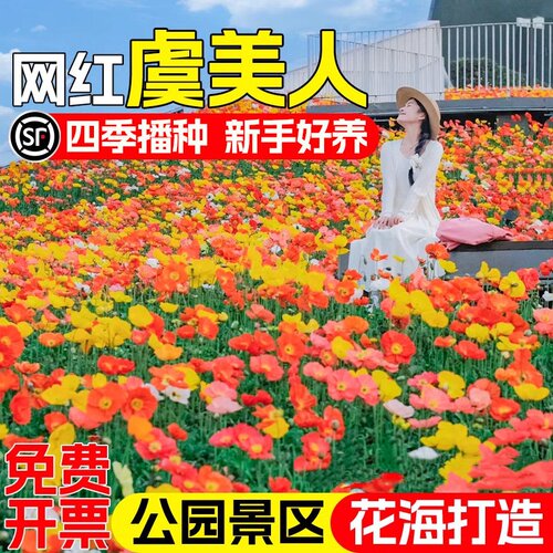 虞美人花种子四季播种公园小区庭