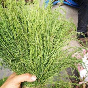 麦黄草种子百蕊草小米草一棵松凤芽蒿青龙草打食草石菜子松毛参籽