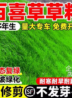 护坡百喜草草籽边坡绿化宽叶雀稗耐草种耐旱耐热河堤固土草坪种子