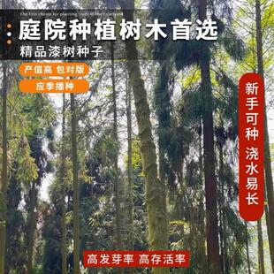 漆树种子四季种易活庭院景观油漆树种列加氏金大小野生木漆树种籽