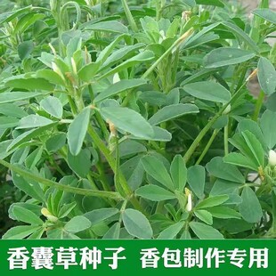 食用香豆种子中华香草香囊草种籽东北端午做香包用驱蚊芳香葫芦巴