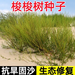 梭梭树种子多年生护坡固土草籽防风固沙生态复绿改善土壤绿化种籽