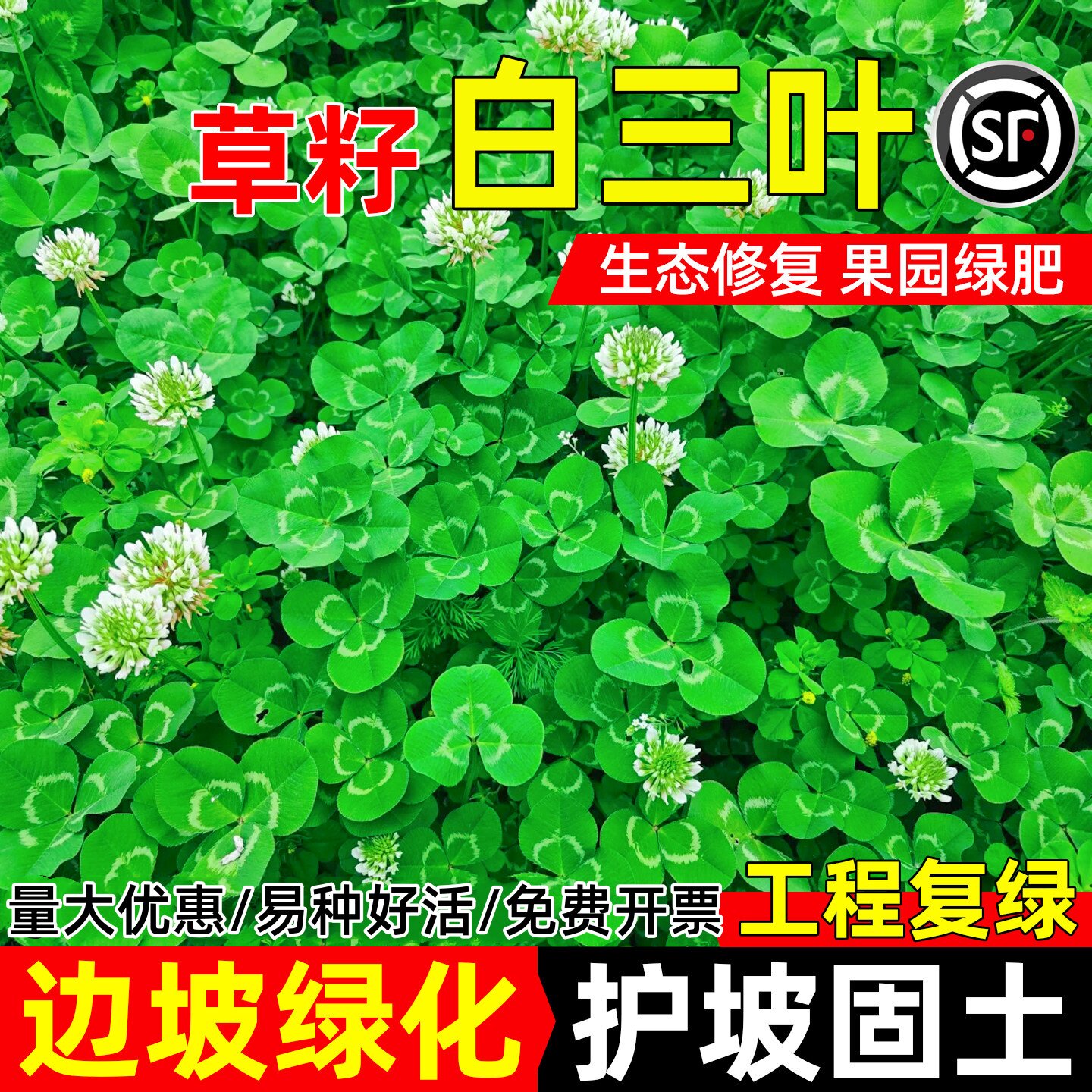 优质红三叶草种子白三叶草种子四季多年生种籽果园林绿化阳台庭院