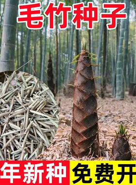 大型毛竹佛肚竹竹子大青早竹种子