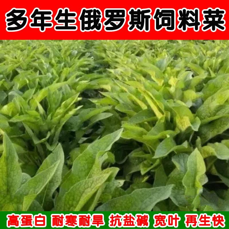 俄罗斯饲料菜聚合草种根养猪养鹅牧草牛羊饲料耐旱高产四季蛋白草