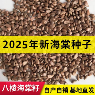 2025八棱海棠种子嫁接苹果树专用海棠子山丁子籽产地直发保质保量