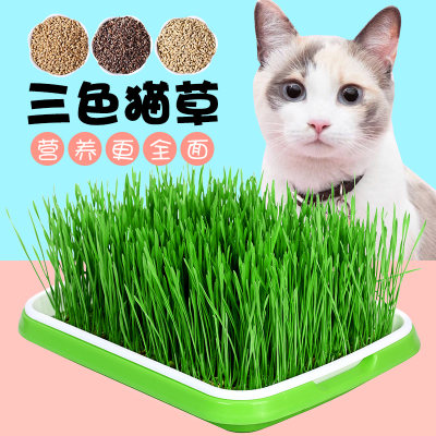 猫草芽苗菜水培盆栽小麦种子