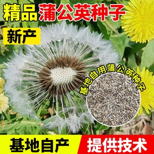 2025年当季新种优质蒲公英种子药材种子蒲公英提供技术成活率高