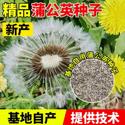 2025年当季新种优质蒲公英种子药材种子蒲公英提供技术成活率高