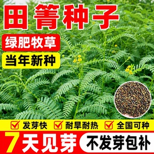 田箐种子耐碱涝豆抗旱耐涝盐碱土壤改良牧草草籽果园固氮绿肥种籽