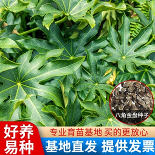 八角金盘种子八金盘种籽八手金刚纂手树常绿庭院园林绿化花园种植