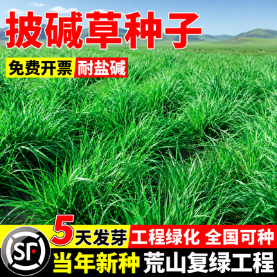 披碱草种子耐盐碱耐寒旱多年生冰草羊草碱茅草种籽护坡固土抗风沙