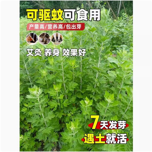 食用艾草种子药用驱蚊草艾叶种籽野生大小叶艾蒿青蒿种植四季驱蚊图片