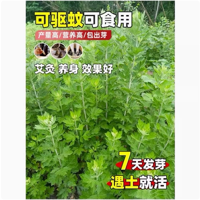 食用艾草种子药用驱蚊草艾叶种籽野生大小叶艾蒿青蒿种植四季驱蚊