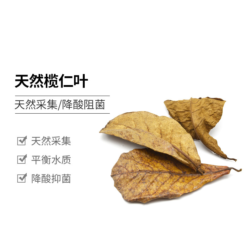 榄仁叶懒人叶乌龟鱼缸净水降酸ph软水稳定改善水质南美斗鱼热带鱼