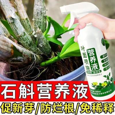 石斛兰专用肥免稀释铁皮石斛专用生根壮苗防黄叶催花狂爆芽营养液