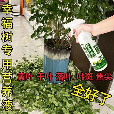 生根药水营养液幸福树专用营养液幸福树专用肥幸福叶面喷施叶绿素