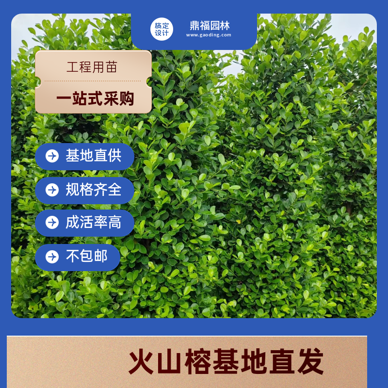 火山榕金钱榕四季常青绿化树苗庭院围墙树苗道路绿化绿植小盆栽