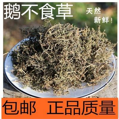 鹅不食草 中药材鹅不食草 正品鹅不食新鲜鼻通草农家自晒干净包邮