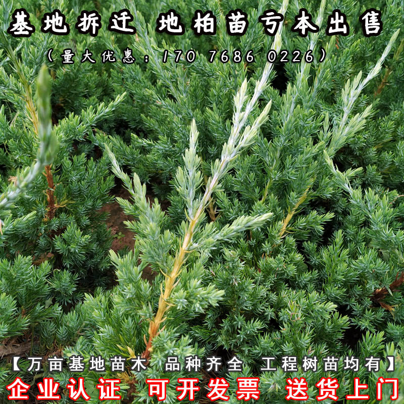 地柏树苗松树苗柏树苗绿化工程苗新西兰珍珠柏微型盆景沙地柏盆景