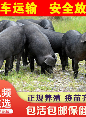 原种太湖母猪苏太猪长白大白活猪