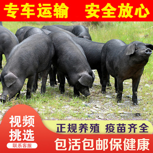 原种太湖母猪仔苏太黑大白长白猪崽活猪种公猪土猪杜洛克猪黑金刚