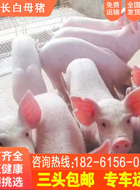 原种长大白猪太湖母猪活全国配种