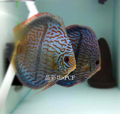 鱼苗七彩神仙品彩坊一栋野彩F１