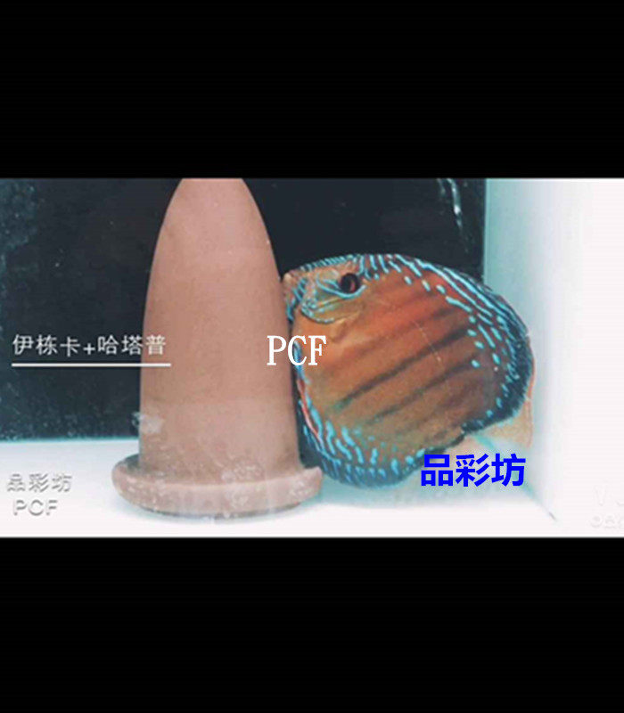 品彩坊七彩神仙鱼场一栋及哈塔普野彩繁殖F1活体鱼苗观赏热带鱼