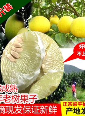 重庆梁平柚子平顶柚麻柚新鲜当季水果柚子正宗梁山柚带箱10斤现摘