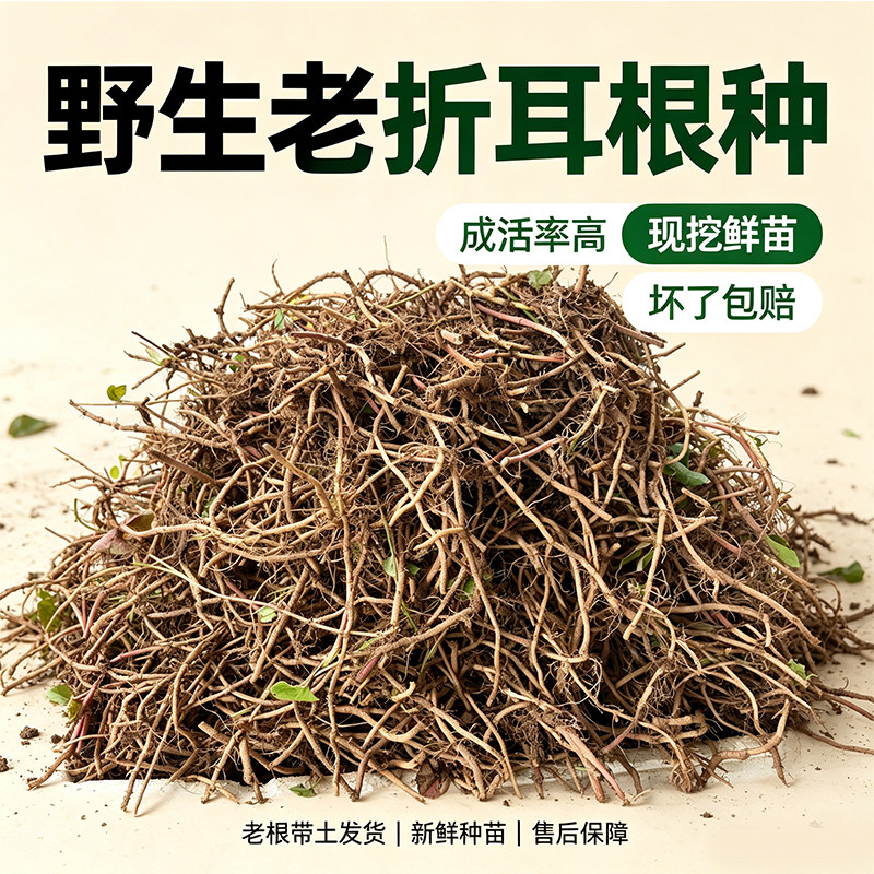 重庆野生新鲜鱼腥草种根苗现挖折耳种植根老折耳根节节根草带泥发