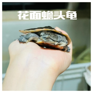 希拉里蟾头龟乌龟活体深水龟花面侧颈龟观赏龟宠物龟长颈龟吃鱼粪