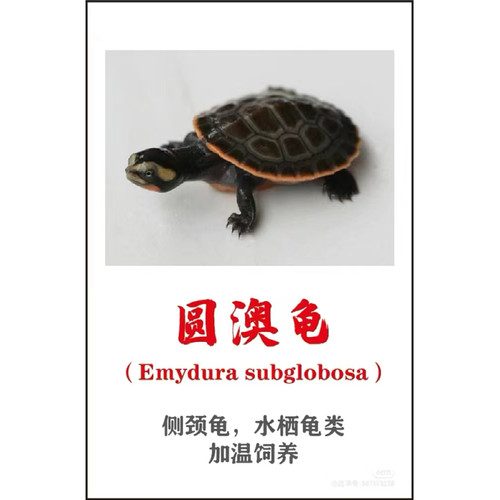 圆澳龟热带忍者深水乌龟蛋活体园圆奥龟苗吃鱼屎鱼粪观赏缸清道夫