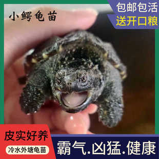 原种纯佛鳄龟爆刺鳄鱼龟幼苗佛鳄龟活物杂佛北美小鳄龟宠物小乌龟