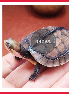 正宗纯种石金钱龟南石龟招财镇宅长寿石龟繁殖观赏活体小石金钱龟
