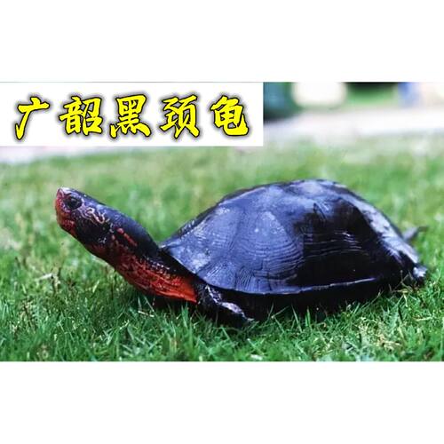 纯种黑颈龟韶关黑颈乌龟广西黑颈乌龟幼苗活体黑龟观赏龟招财小龟