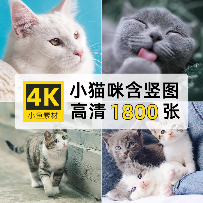 高清竖图片4K可爱小猫咪动宠物猫绘画电脑手机壁纸ps海报设计素材