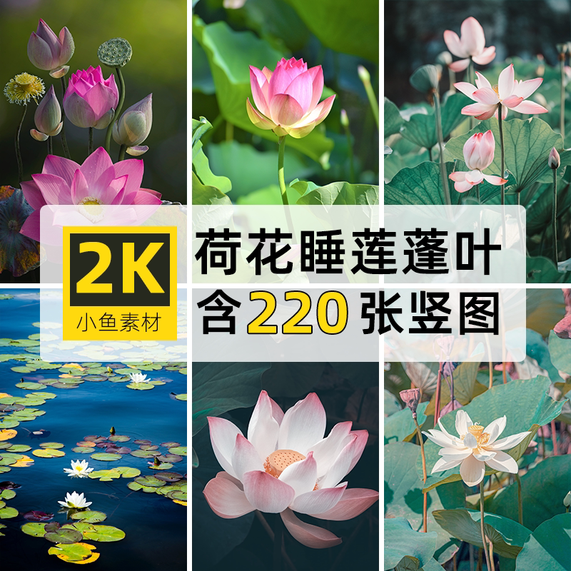 高清2k竖图片4k荷花睡莲荷叶莲蓬自媒体抖音ps设计画手机壁纸素材