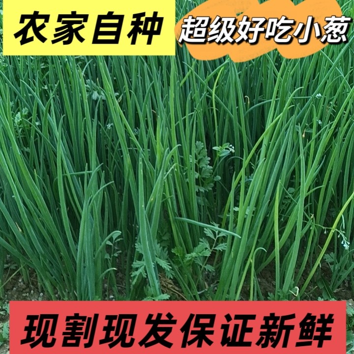 现割新鲜山东农家露天蘸酱小葱香葱生吃小葱保鲜发货当季新鲜香葱