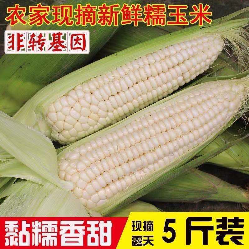 玉米新鲜甜糯玉米现摘非转基因苞米棒子2025年山东老式生黏嫩玉米