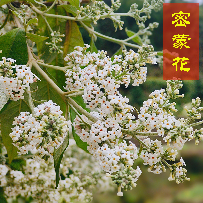 密蒙花染色花植物染料黄糯米