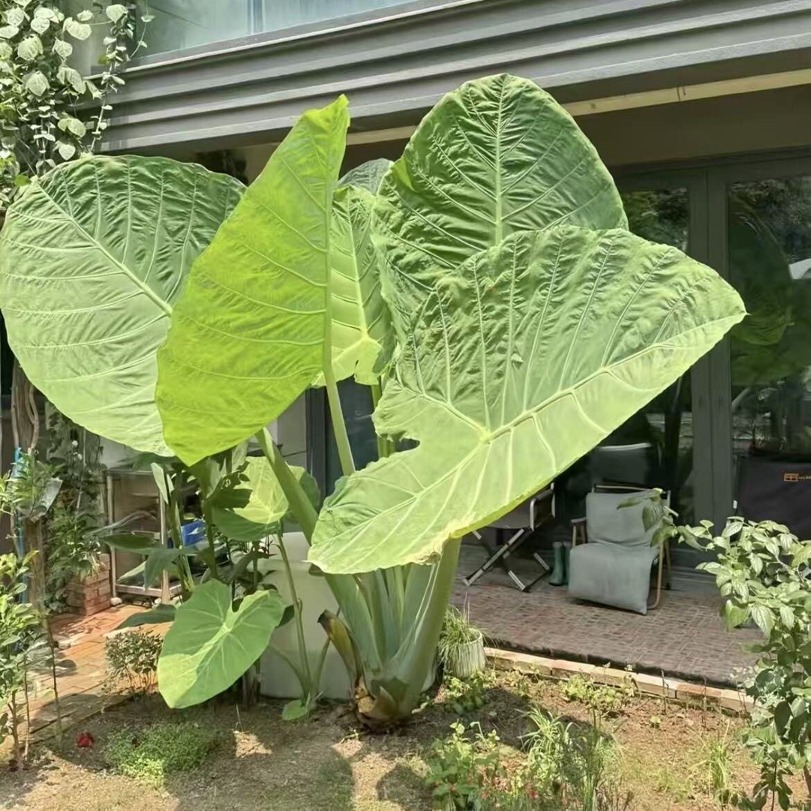 象耳芋净化空气大型花卉绿植室内室外盆栽地栽水培南北方适合栽种