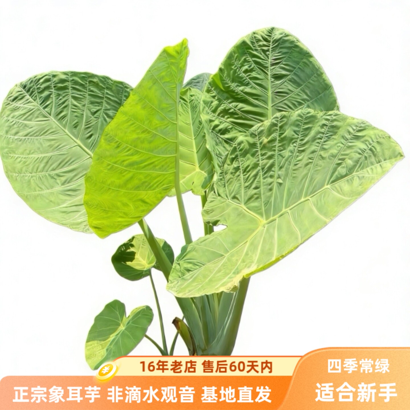 象耳芋净化空气大型花卉绿植室内室外盆栽地栽水培南北方适合栽种
