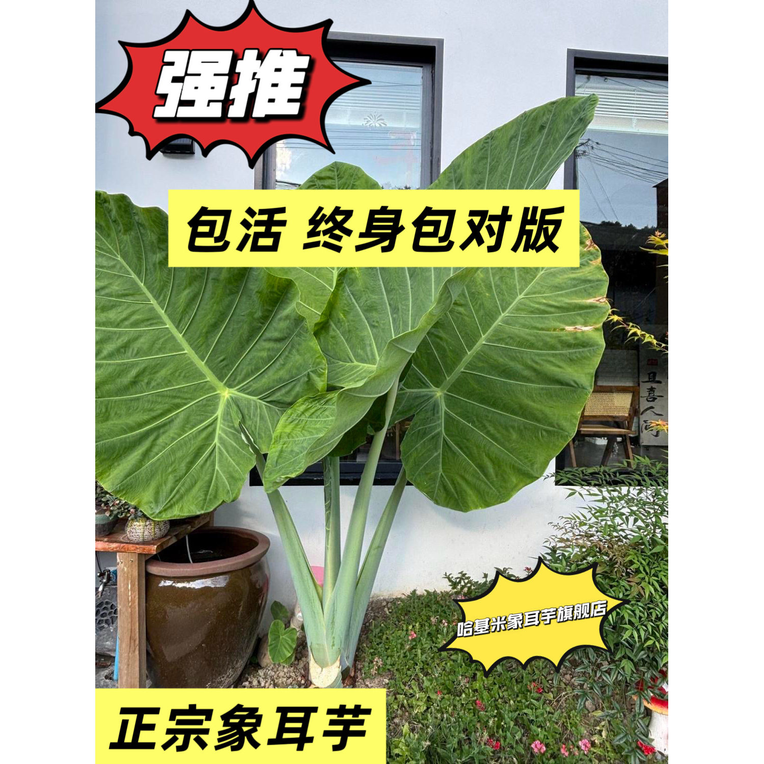 哈基米象耳芋超大叶绿植盆栽