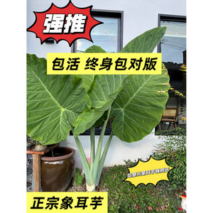 哈基米象耳芋超大叶绿植盆栽
