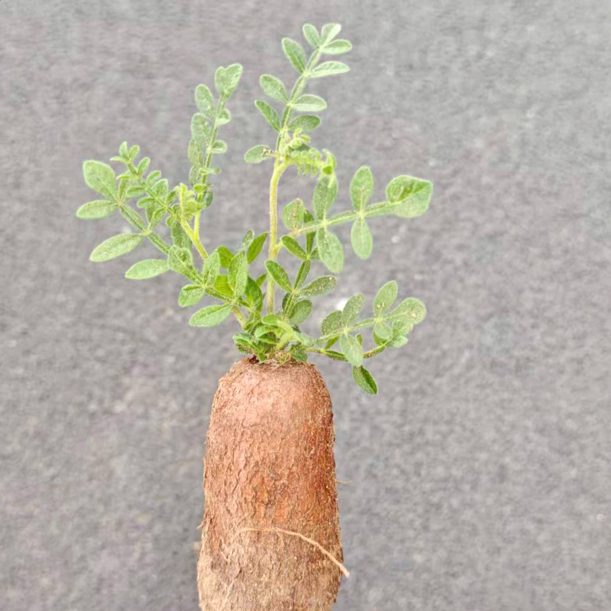 织冠漆树块根植物阳台造型盆栽