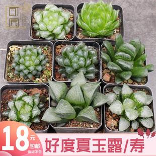 十二卷萝卜根姬玉露 创意好养多肉植物实生康平寿 黑肌组合小套餐